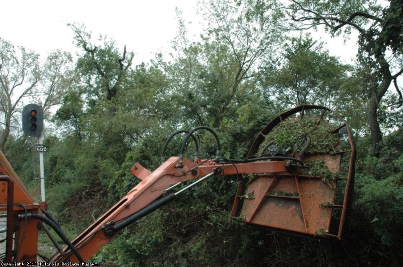 Tree Trimming.... TW Hunter Photo