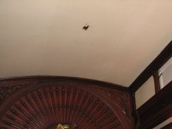 Another view of the Ely dining room ceiling