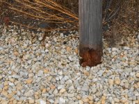 The poles were installed in 1965.  All were rotted at the ground line.