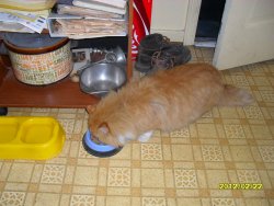 Its dinner time for Rusty   Boy, is he friendly....Feb 2012