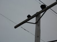 Close up of insulator blasted by lighting.  Primary phase wire is floating under the arm. Yes, it's still hot.